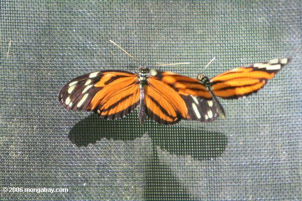 Schmetterlinge, die Bocas