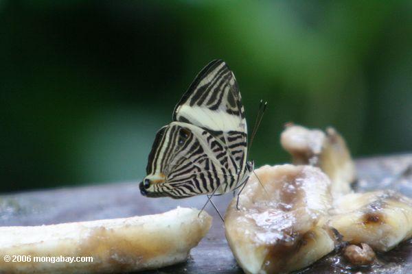 Mosiac Schmetterling (Colobura dirce) einziehend auf Frucht