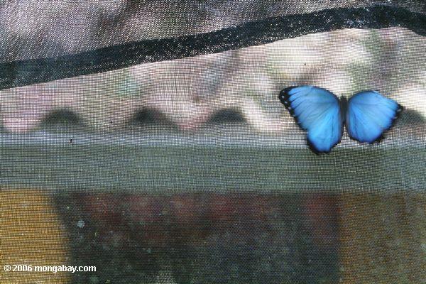 Blaues Morpho im Bocas Del Toro Butterfly Garten