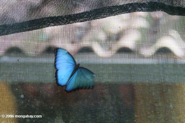 のBocas del Toroの青いモルフォ蝶の庭