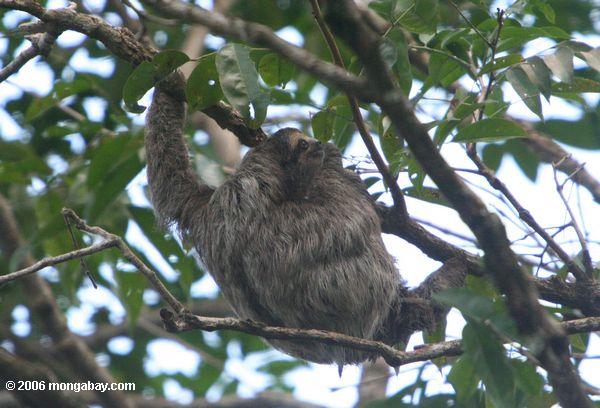 Sloth Três-toed (variegatus de Bradypus)