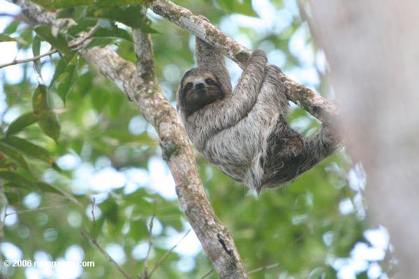 Sloth Trois-botté avec la pointe du pied panaméen (variegatus de Bradypus)