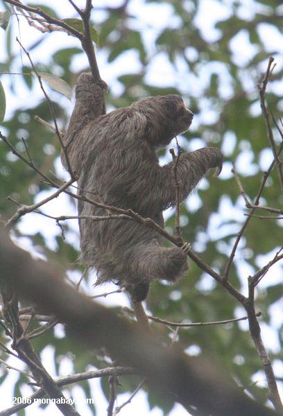 Drei-toed Sloth (Bradypus variegatus) posierender