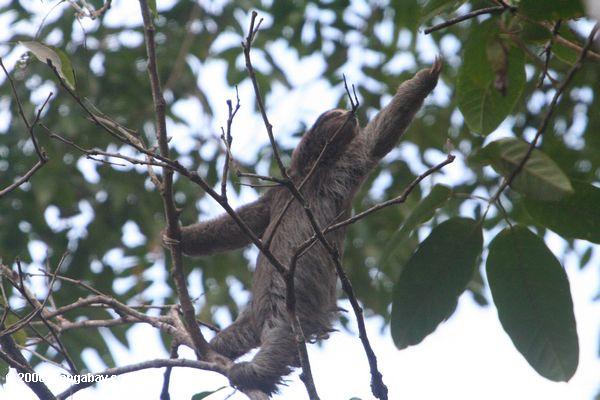 Drei-toed Sloth (Bradypus variegatus) erreichend für eine Baumniederlassung