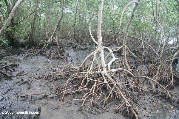 Mangroves em Bocas del Toro, console dos dois pontos