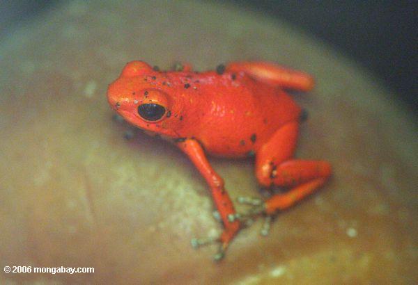 красная стрелка яд-лягушка (dendrobates pumilio)