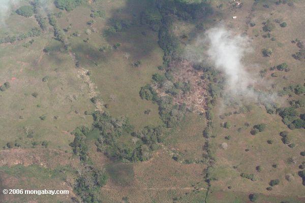 Waldreinigung in Panama, Luftaufnahme