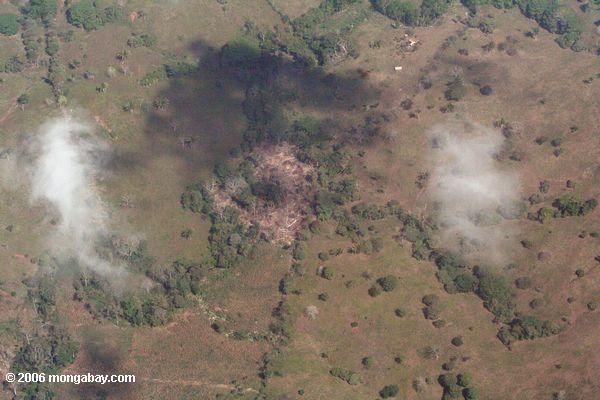 Waldreinigung in Panama, wie von oben gesehen
