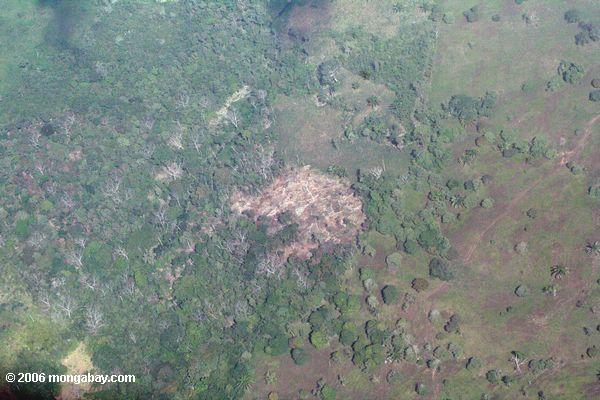 Abholzung in Panama, wie von oben gesehen