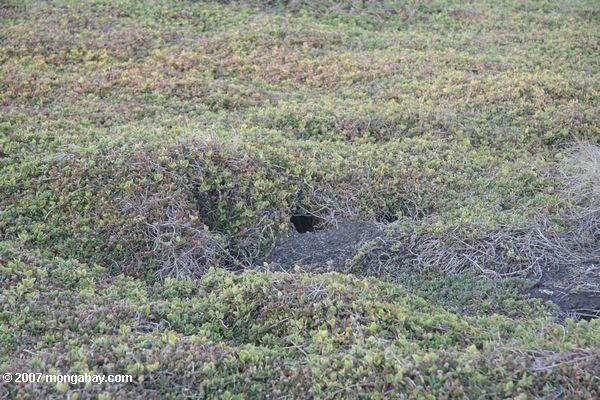 Fairy oder kleine Höhle des Penguin (Eudyptula Minderjähriger) auf Insel Philips