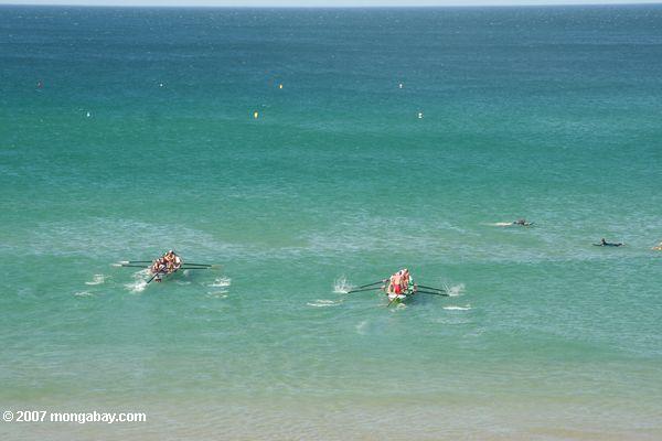 Rowers dans l'océan méridional outre de l'Australie