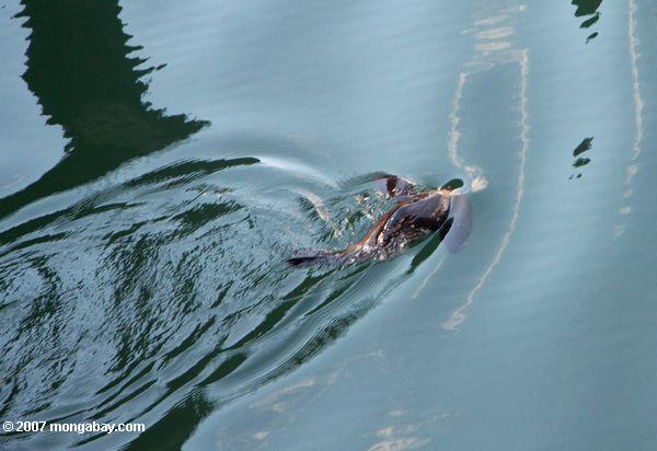 Plongée de joint de fourrure de la Nouvelle Zélande en Milford Sound