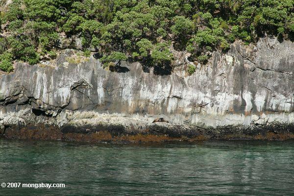 Lobos marinos de Nueva Zelandia en Milford Sound