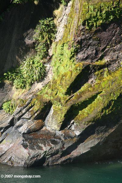 Cascada en Milford Sound