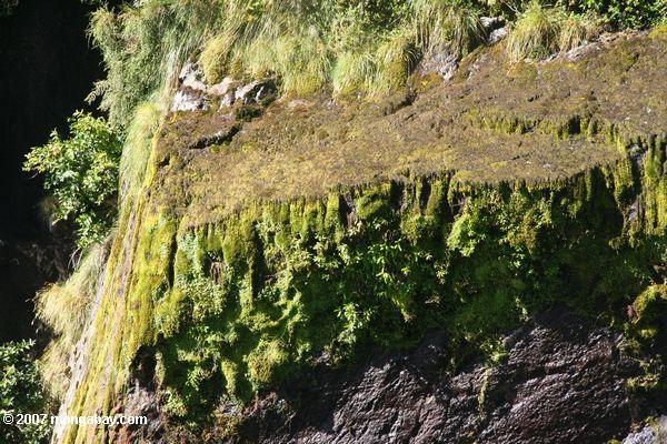 Musgo en la pared de la roca de Milford Sound