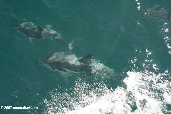 Delfines en Milford Sound