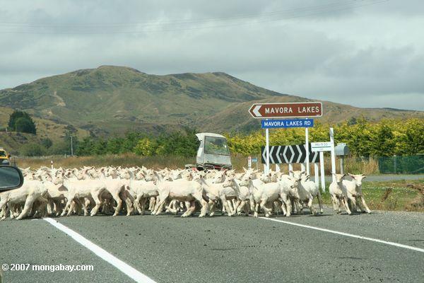 Schafe, die nahe Mavora Seen kreuzen