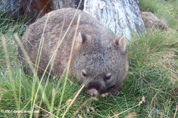 Wombat tasmanien