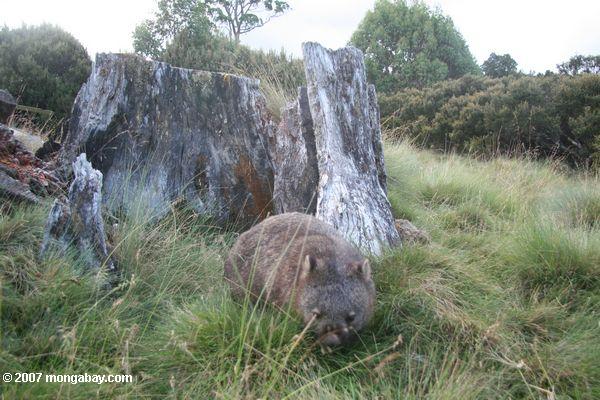 Wombat tasmanien