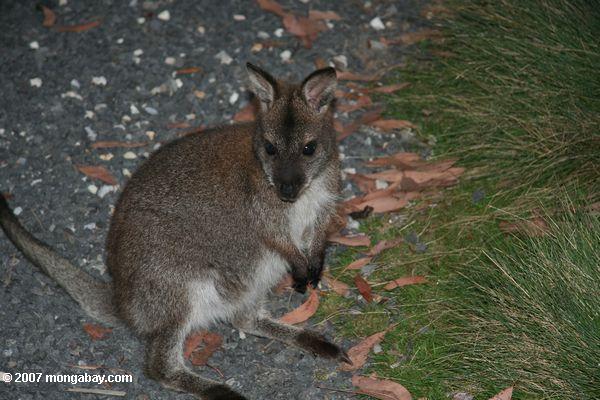 Wallaby en Tasmanie 