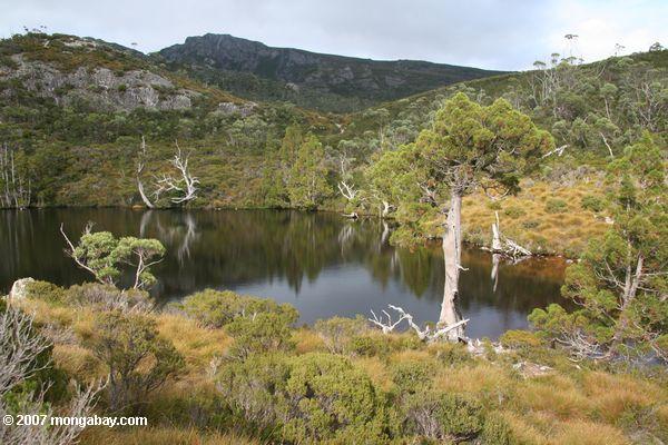 Montagne de berceau, Tasmanie