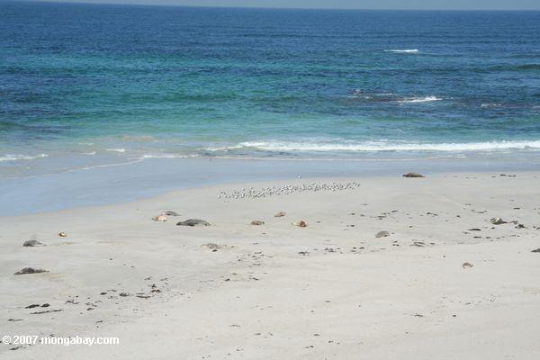 Os pássaros na praia no Conservation da baía do selo estacionam no console do canguru