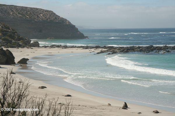 Australische Seelöwen auf dem Strand an der Dichtung Bucht-Erhaltung parken auf Känguruh-Insel