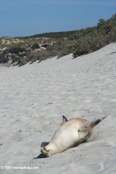 Australisches Seelöwerollen auf dem Sand auf dem Strand am Dichtung Bucht-Erhaltung Park auf Känguruh-Insel