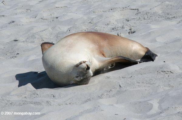 Австралийский морской лев лежал на спине в песок на печать бухты сохранение парка на острове Кенгуру