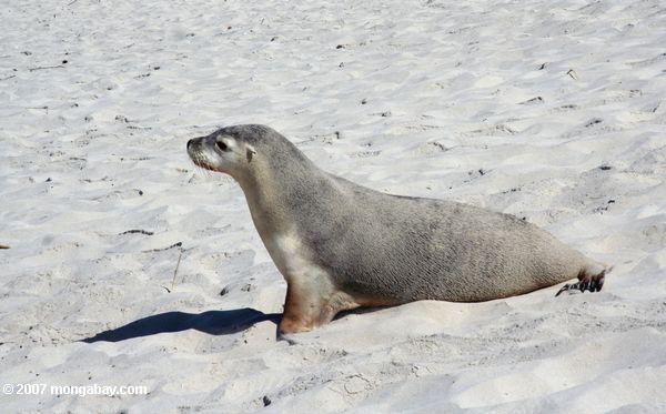 Australischer Seelöwe auf dem Strand am Dichtung Bucht-Erhaltung Park auf Känguruh-Insel