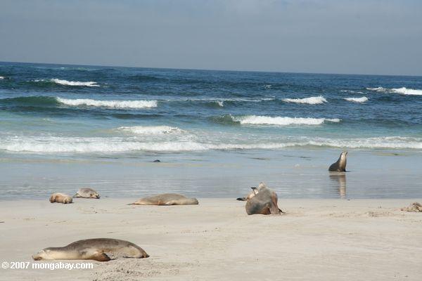 Los leones de mar australianos en la playa en la conservación de la bahía del sello parquean en la isla del canguro