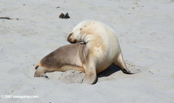 Die australischen Seelöwen, die auf den Strand an der Dichtung Bucht-Erhaltung ausdehnen, parken auf Känguruh-Insel