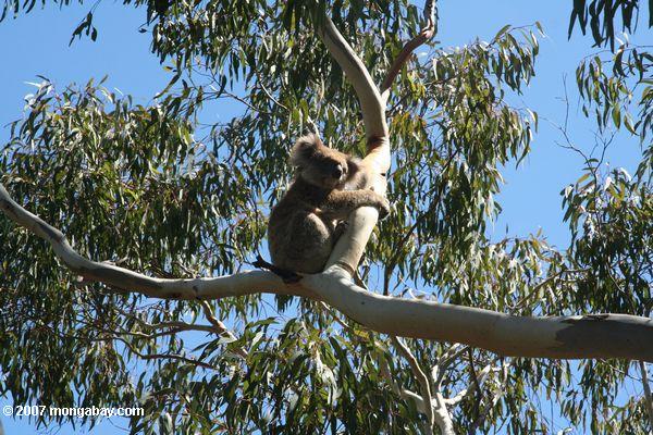 Koala em uma árvore do eucalyptus