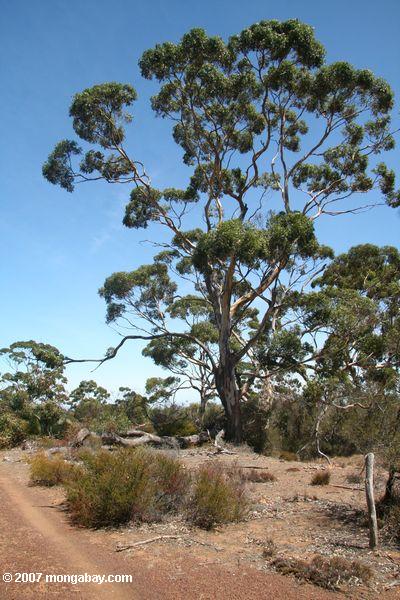 Arbre d'eucalyptus