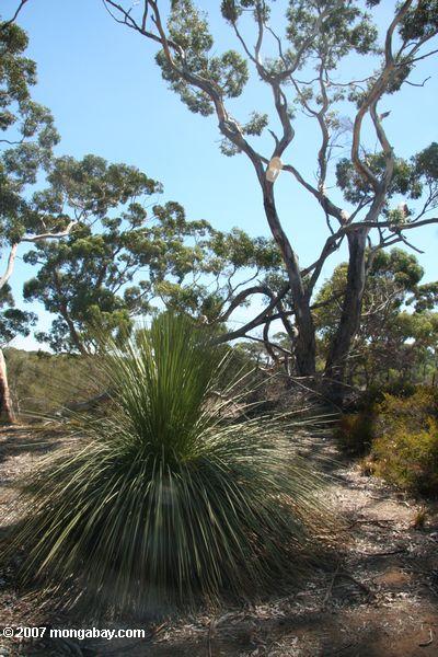 Eukalyptusbaum