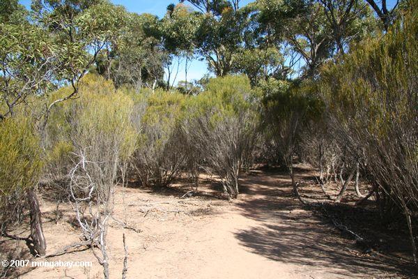 Forêt de Bush sur l'île de kangourou