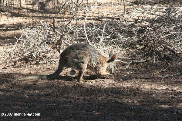 Wallaby masculin de Tammar