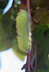 Caterpillar [suriname_0196]