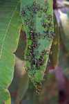 Wasps clustered on a leaf [suriname_0202]