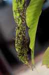 Wasps clustered on a leaf [suriname_0203]