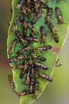 Wasps clustered on a leaf [suriname_0218]