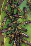 Wasps clustered on a leaf [suriname_0218a]