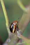 Beetle: black back, orange head [suriname_0233]