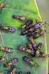 Wasps clustered on a leaf [suriname_0244]