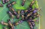 Wasps clustered on a leaf [suriname_0249]
