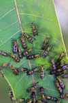 Wasps clustered on a leaf [suriname_0254]