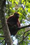 Red howler monkey [suriname_0276]