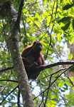 Red howler monkey [suriname_0277]