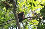 Red howler monkey [suriname_0279]