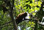 Red howler monkey [suriname_0282]